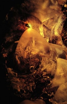 Embrione germinato, 1996
